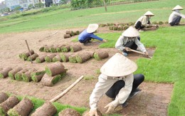 Lao động nữ ở làng trồng cỏ nhung Phú Diễn