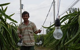 Người trồng thanh long săn lùng bóng đèn tròn