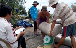 Những nhà môi giới lúa