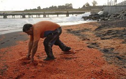 Chile điều tra vụ tôm cua chết hàng loạt