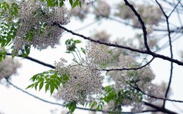 Thương nhớ tháng ba