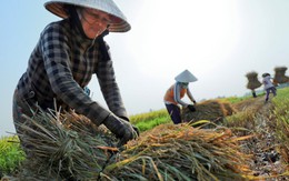 Lam lũ nuôi con ăn học nên người