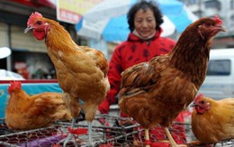Con trai bệnh nhân nhiễm H7N9 chết chưa rõ nguyên nhân