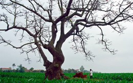 Mùa hoa gạo về...