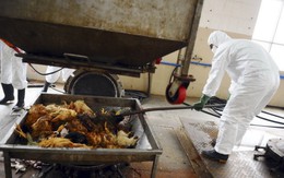 Trung Quốc tự tạo dòng cúm nguy hiểm từ H5N1 và H1N1