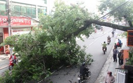 Mai anh đào 50 năm tuổi bật gốc, giao thông ùn tắc