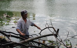 Nước hồ bốc mùi hôi