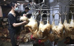 H7N9 có thể lây từ người sang người