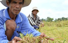 Chính phủ quyết định mua 1 triệu tấn gạo tạm trữ vụ hè thu