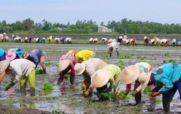 "Nữ hoàng" đội quân 400 lính cấy mướn