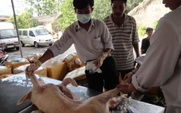 900kg heo sữa nhiễm khuẩn "lọt" qua 3 trạm kiểm dịch