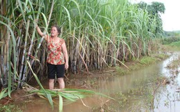Dân kêu thi công cầu gây ngập hoa màu