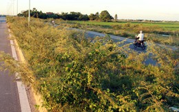 Cây mai dương "vây" TP Huế