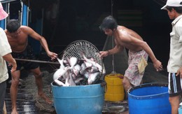 Lúa, cá nhiều nhưng nông dân vẫn nghèo