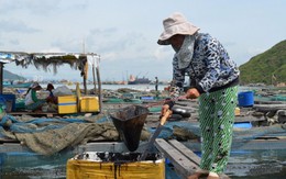Dầu tràn trên biển, ngư dân nuôi cá điêu đứng