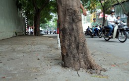 Cây xanh bị bít gốc