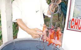 Mưa nắng chuột đồng