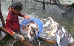 ĐBSCL: sẽ có quy chế liên kết vùng