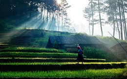 Nắng sớm