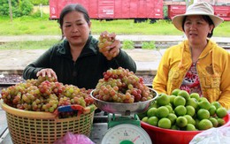 Nho chùm độn đá