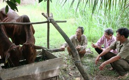 Câu lạc bộ thoát nghèo của ông Thứ
