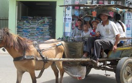 Vó ngựa buồn