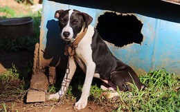 Mỹ phá đường dây cá cược "đấu chó", cứu 367 chú pitbull