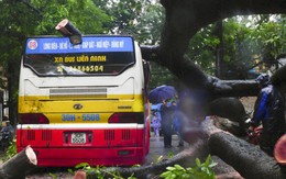 Cây đổ đè xe buýt trong ngày khai giảng