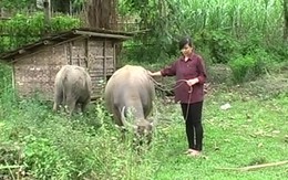 Cô gái dắt trâu nay vào trường y