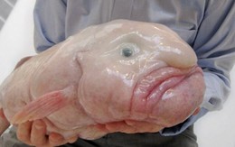 Cá blobfish: loài vật "xấu xí" nhất Trái đất