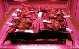 NASA sẽ trồng rau diếp trên vũ trụ