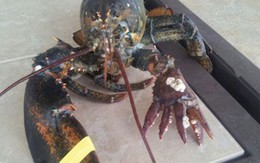 Tôm hùm đầu tiên trên thế giới có 6 móng sắc nhọn