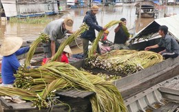 Muốn ăn bông súng mắm kho...