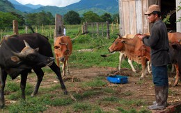 Bò nhà "cặp kè" bò tót rừng