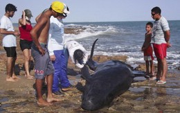 30 cá heo mắc cạn ở Brazil