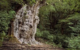 Khám phá rừng nguyên sinh ngàn năm ở Yakushima