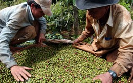 Cà phê "nóng" chuyện gian lận thuế