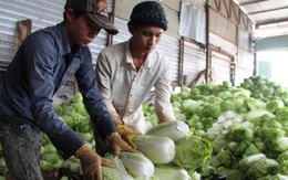 Rau củ Đà Lạt tăng giá do mưa kéo dài
