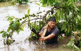 Thủy điện tích nước, dân trở tay không kịp