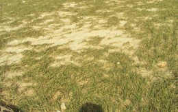 Đảo Bé, Lý Sơn mất trắng vụ hành thu đông