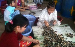 Thương lái Trung Quốc gom ốc bươu vàng?