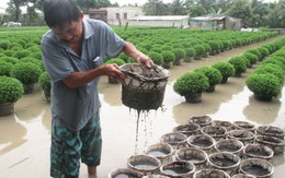 Làng hoa lên ruột vì mưa bão