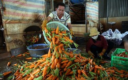 Đà Lạt tăng cường rau, củ cho miền Trung