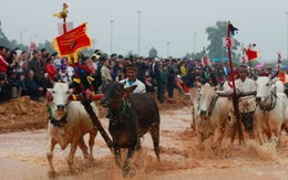 Mãn nhãn với hội đua bò Bảy Núi tại Hà Nội