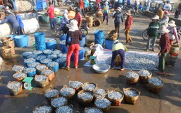 Ngư dân Lý Sơn trúng đậm cá cơm than