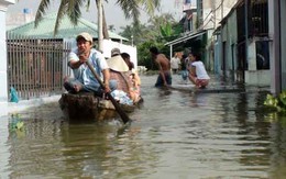 Bể bờ bao, triều cường tràn như  lũ