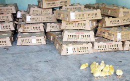 Xe chở khách trốn chạy kiểm lâm trong đêm