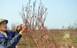 Rét đậm, nhà vườn lo đào nở muộn
