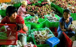 Tìm kiếm cơ hội mới