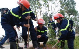 Đà Nẵng trồng 1.200 cây dịp đầu năm
